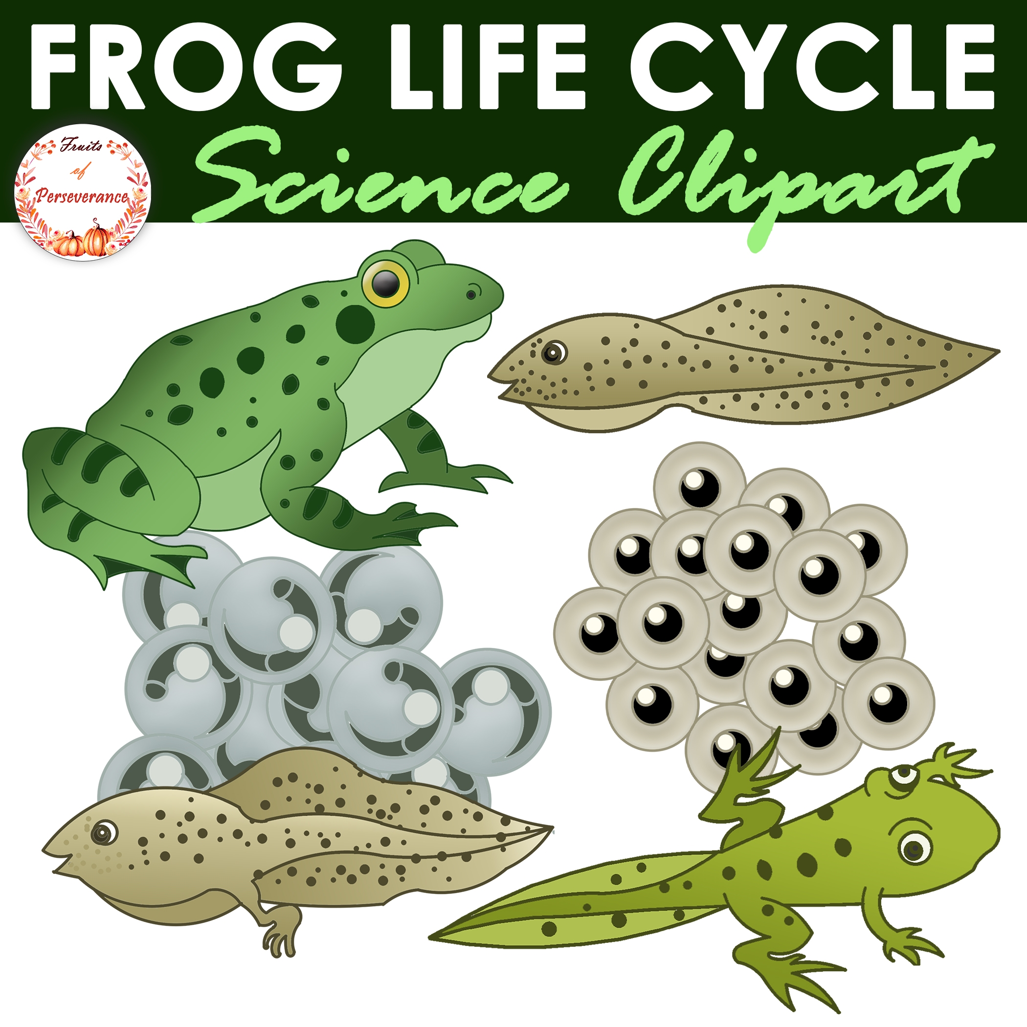 Frog Life Cycle Clipart Stages Of Development Of A Frog Made By Frog Life Cycle Clipart Stages Of Development Of A Frog Made By