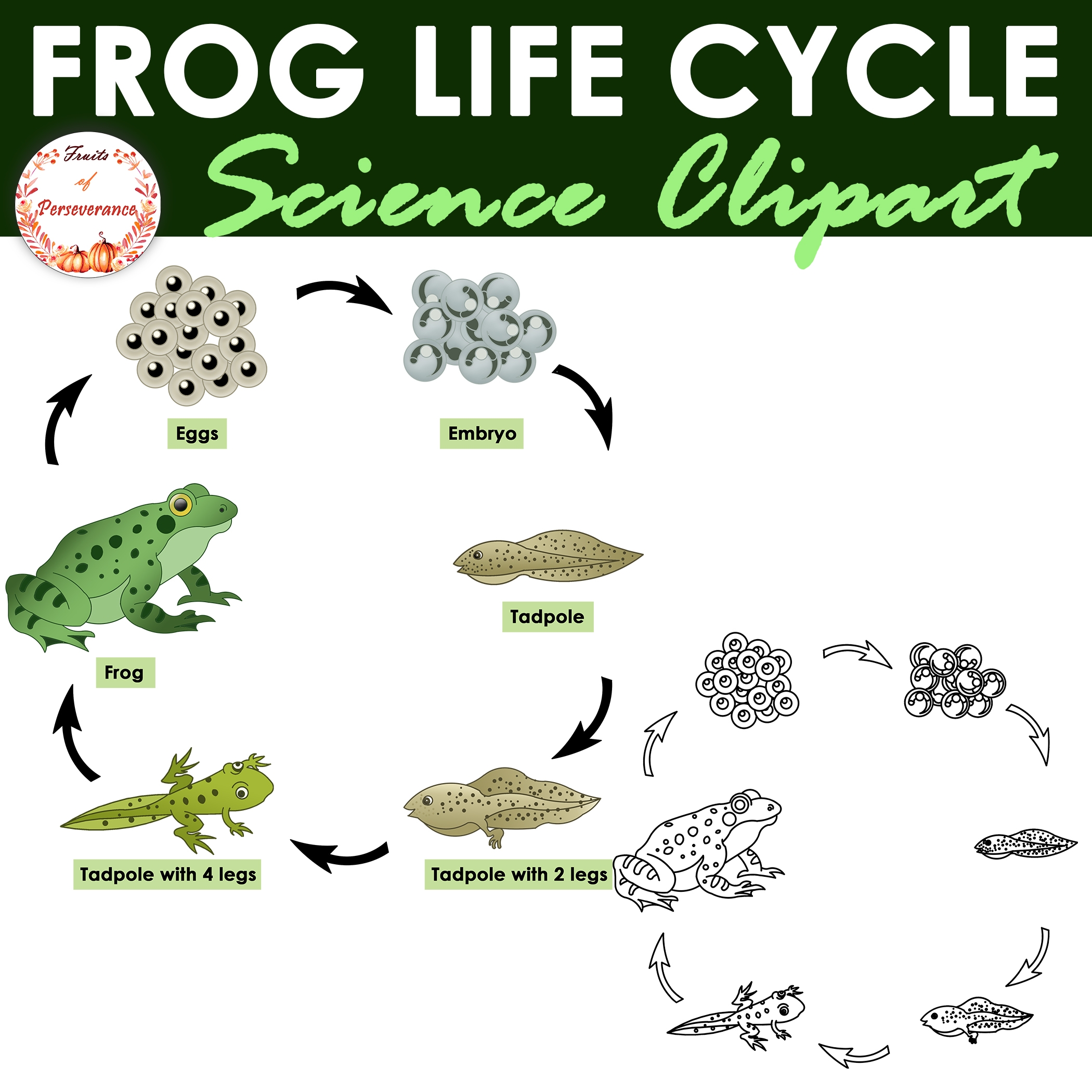 stages of frog development stages of frog development