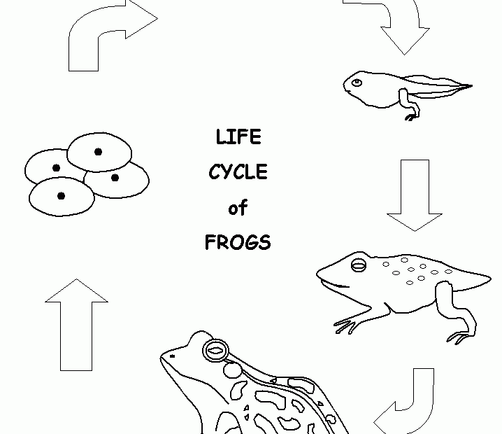 Frog Life Cycle Coloring Page Coloring Home