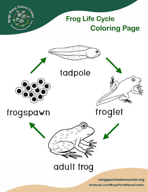 frog life cycle printout frog life cycle printout