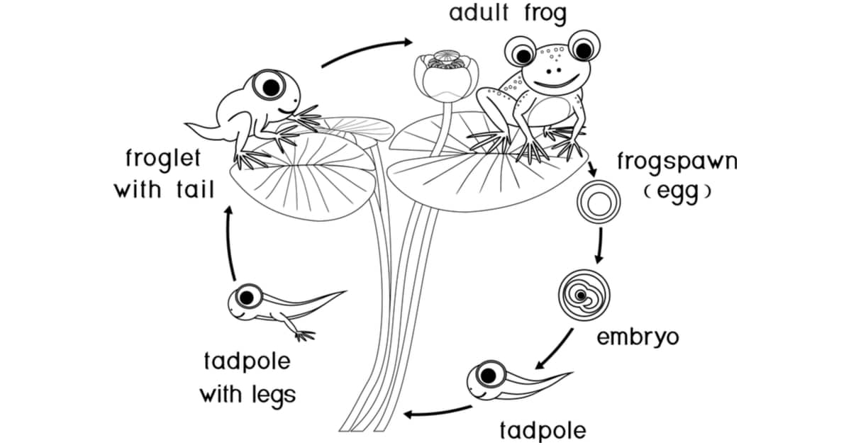 Frog Life Cycle Coloring Sheet Frog Life Cycle Coloring Sheet