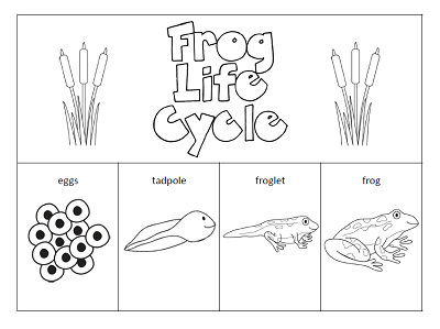 Frog Life Cycle Coloring Sheet Coloring Pages Frog Life Cycle Coloring Sheet Coloring Pages