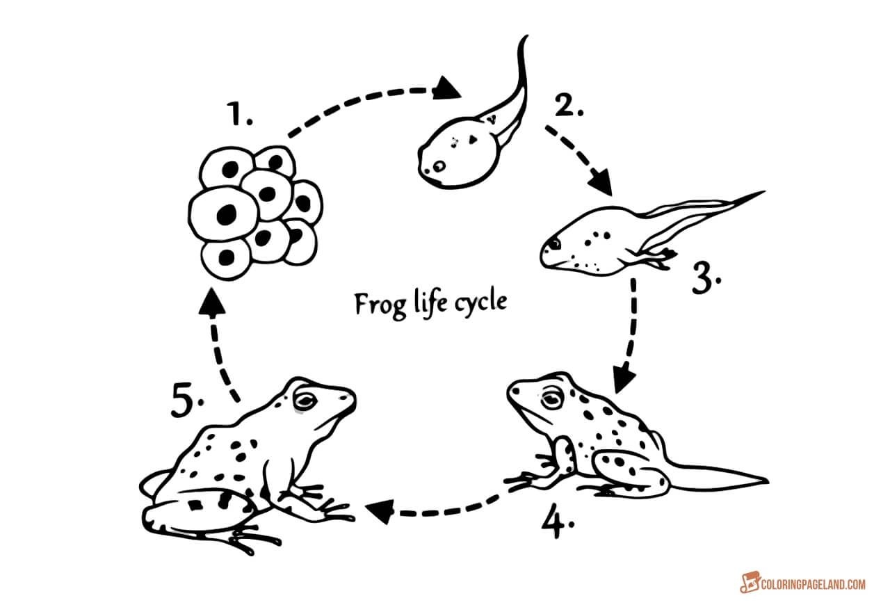 Frog Life Cycle Coloring Sheet My XXX Hot Girl Frog Life Cycle Coloring Sheet My XXX Hot Girl