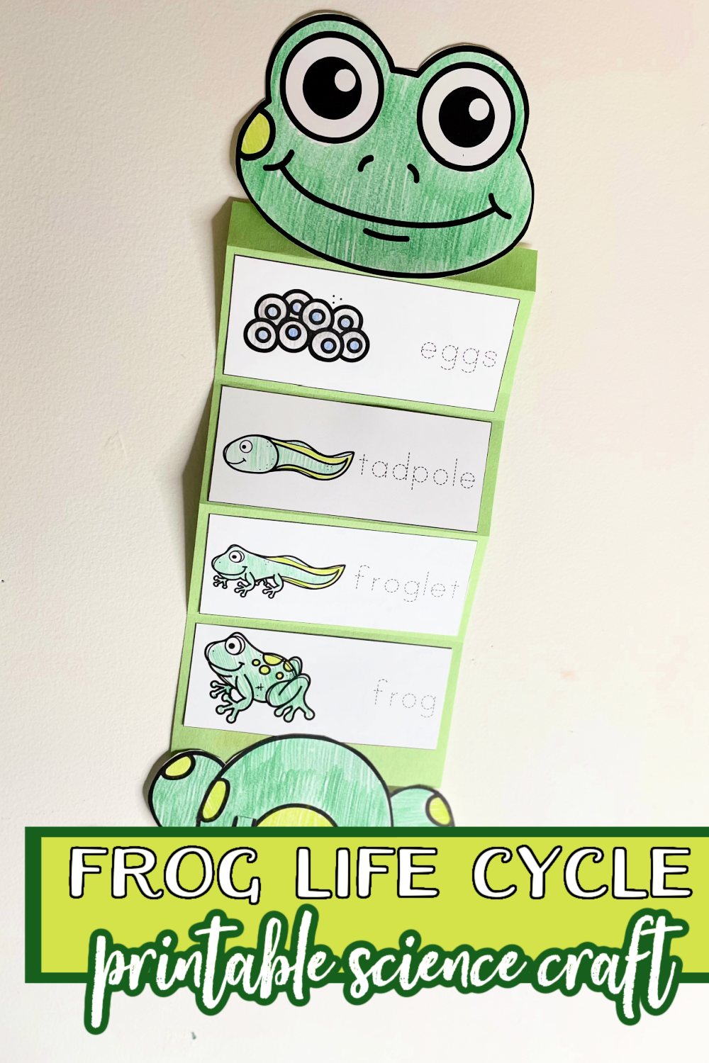 Frog Life Cycle Craft Artofit Frog Life Cycle Craft Artofit