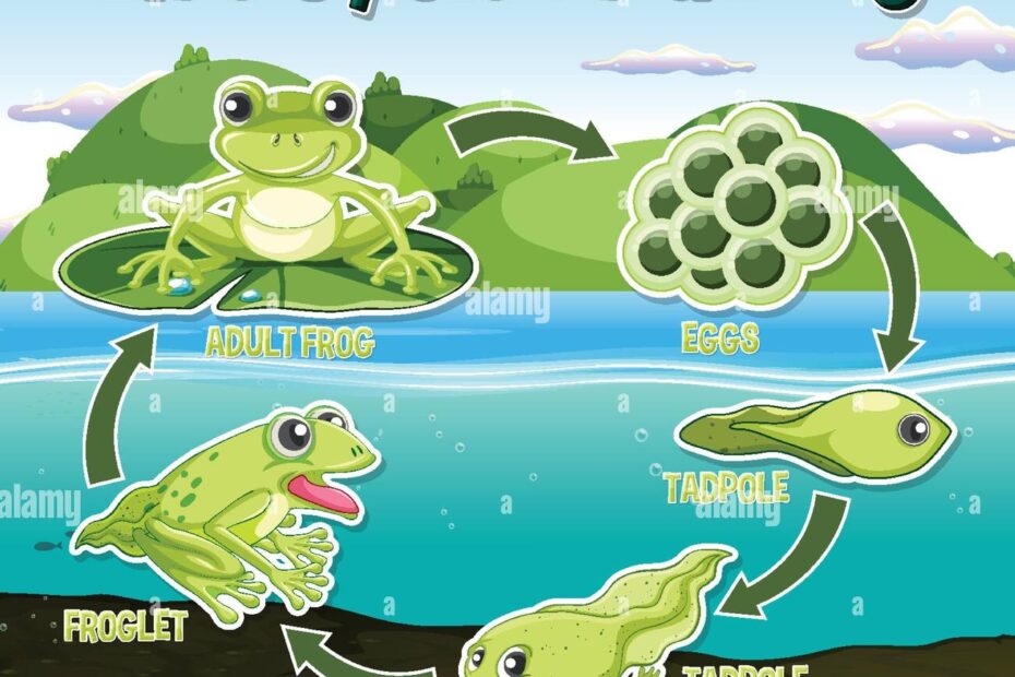 Frog Life Cycle Diagram Illustration Stock Vector Image Art Alamy