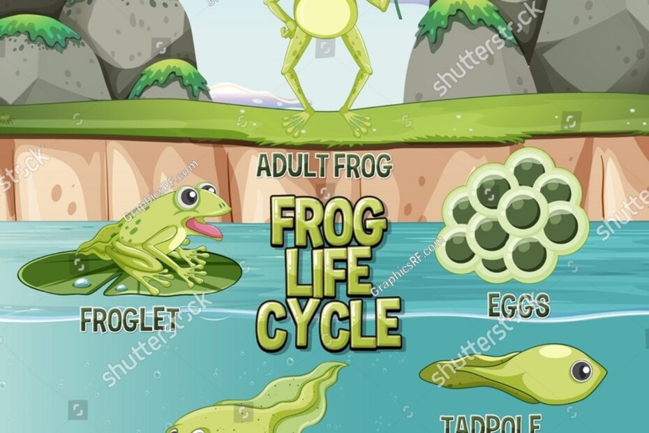Frog Life Cycle Diagram Illustration Stock Vector Royalty Free