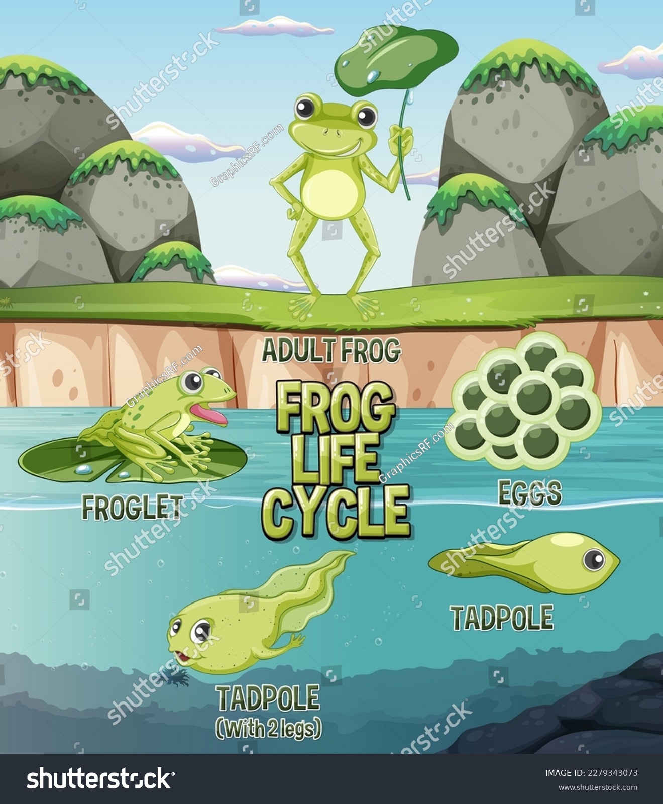 Frog Life Cycle Diagram Illustration Stock Vector Royalty Free Frog Life Cycle Diagram Illustration Stock Vector Royalty Free