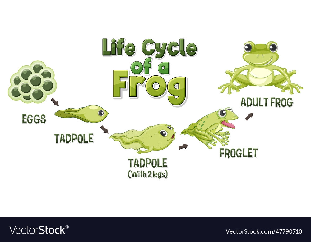 Frog Life Cycle Diagram Royalty Free Vector Image Frog Life Cycle Diagram Royalty Free Vector Image