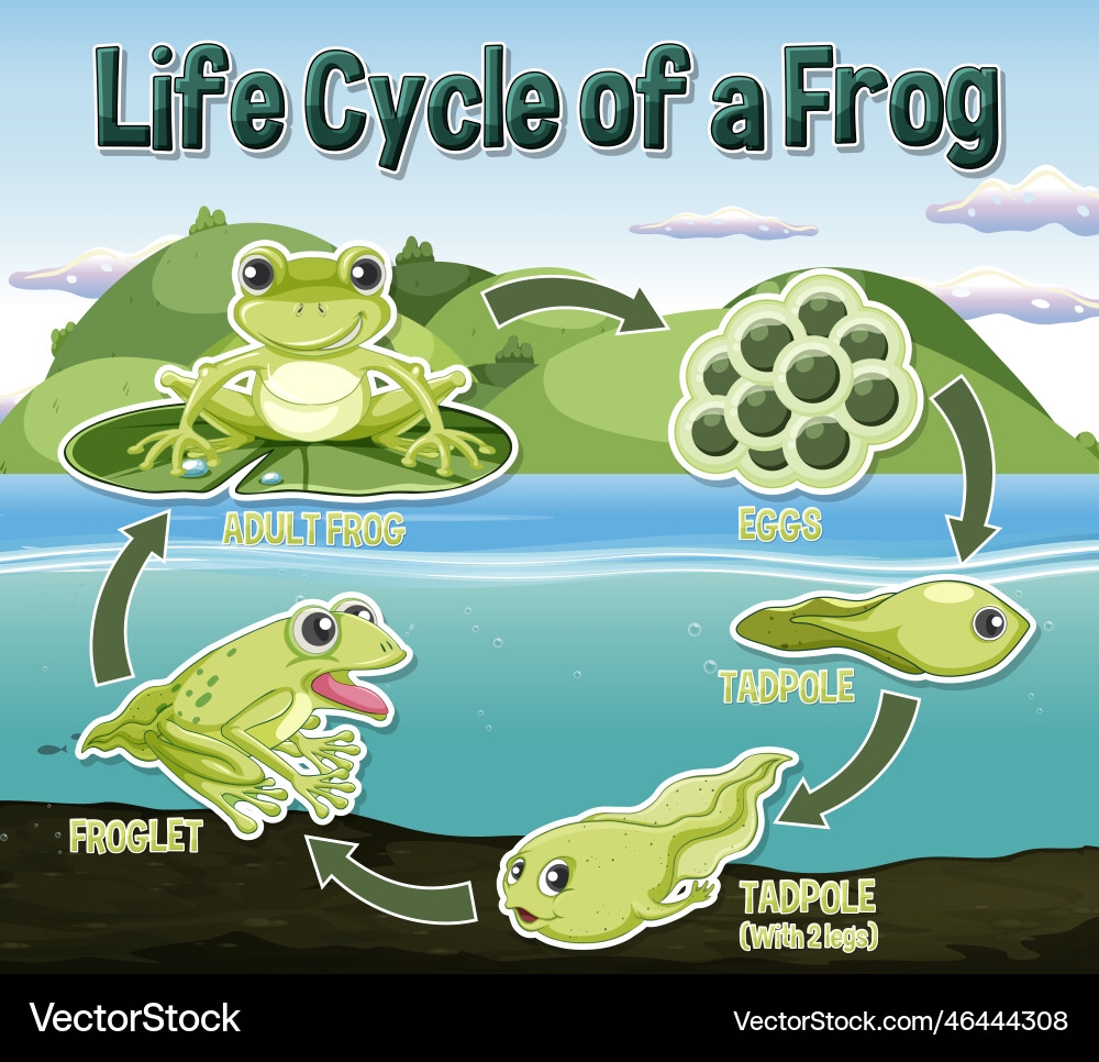 frog life cycle diagram frog life cycle diagram