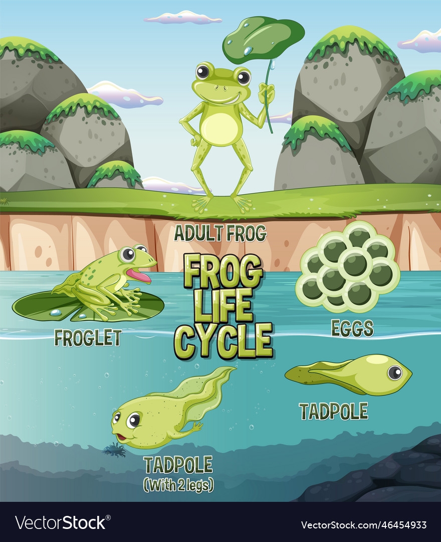 Frog Life Cycle Diagram Royalty Free Vector Image Frog Life Cycle Diagram Royalty Free Vector Image