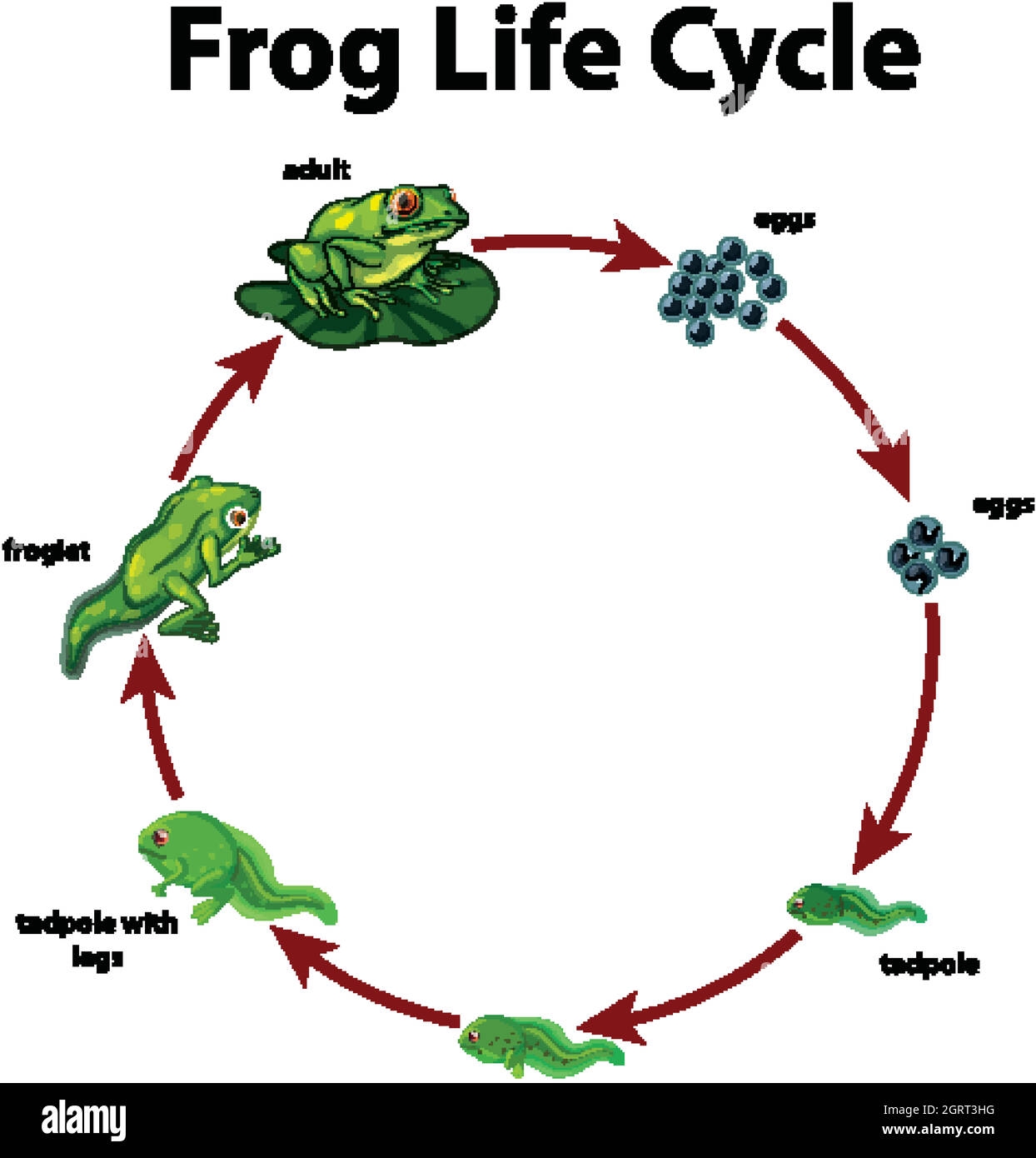 Frog Life Cycle Diagram Frog Life Cycle Diagram