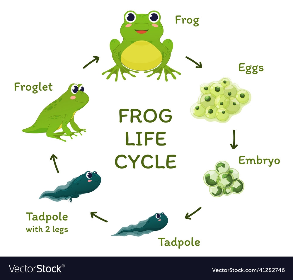 Frog Life Cycle Educational Poster Template Vector Image The Best 
