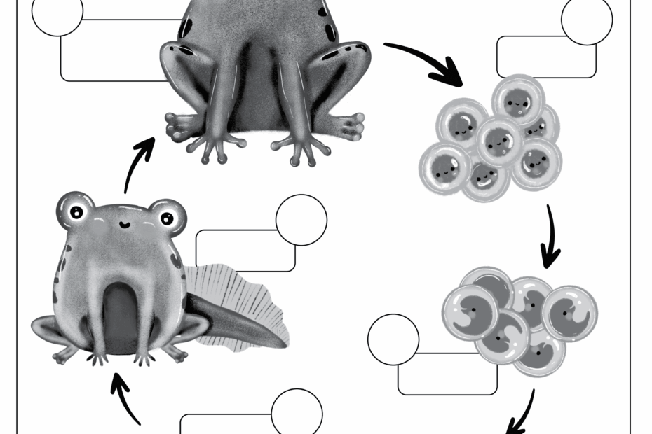Frog Life Cycle For Kids Worksheet