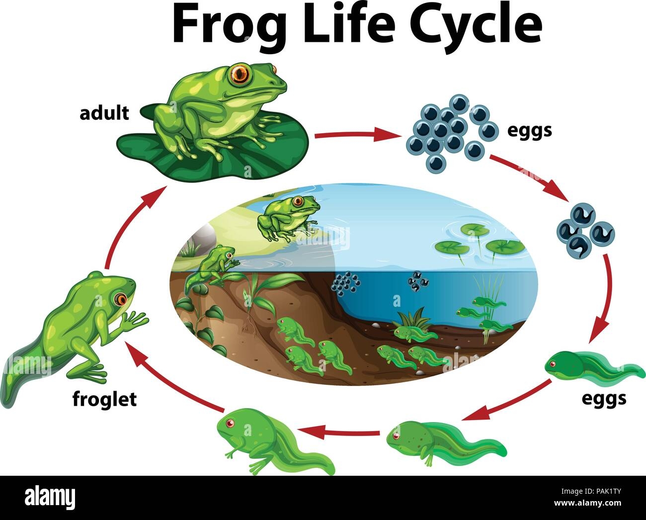 Frog Life Cycle For Kids Frog Life Cycle For Kids