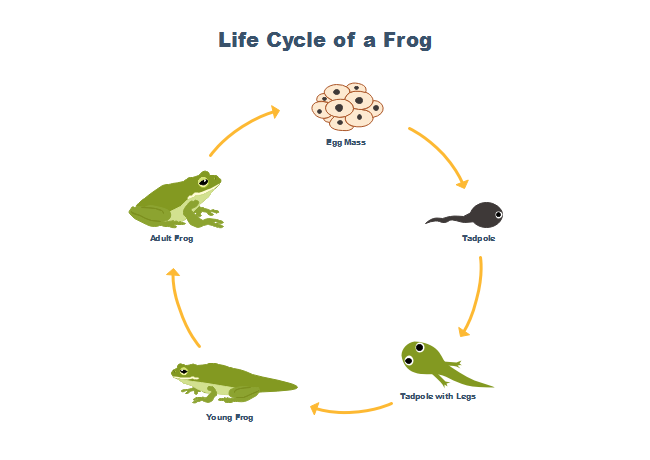 Frog Life Cycle Free Frog Life Cycle Templates Frog Life Cycle Free Frog Life Cycle Templates