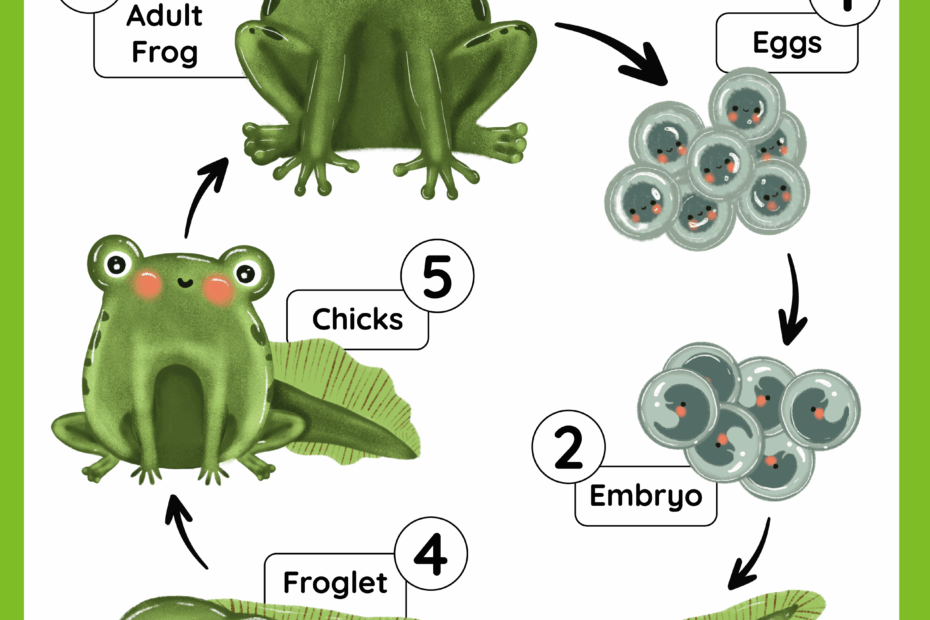 Frog Life Cycle Free Worksheet SKOOLGO