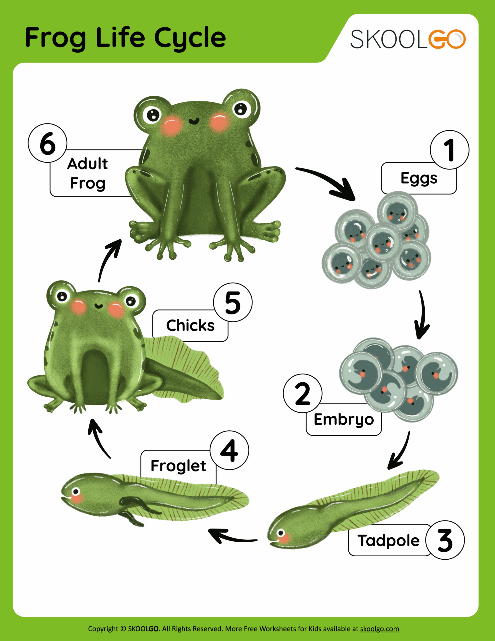 Frog Life Cycle Free Worksheet SKOOLGO Frog Life Cycle Free Worksheet SKOOLGO