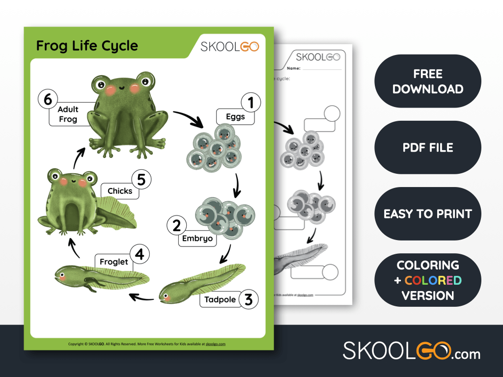 Frog Life Cycle Free Worksheet SKOOLGO Frog Life Cycle Free Worksheet SKOOLGO