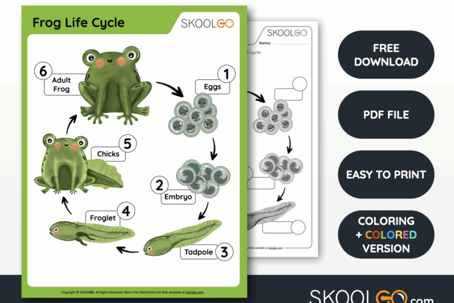 Frog Life Cycle Free Worksheet SKOOLGO