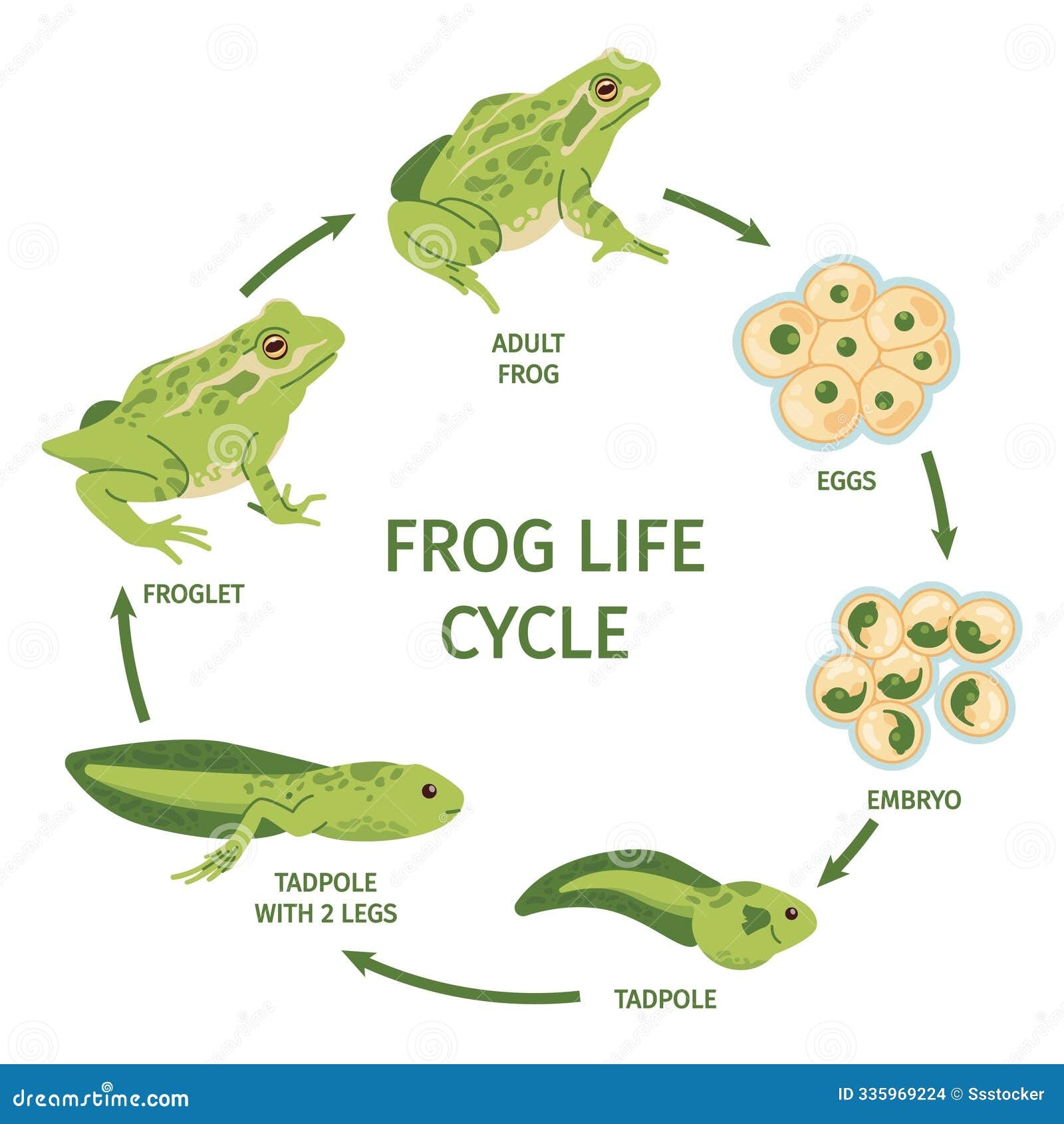 Frog Life Cycle Frogs Eggs Transformation Polliwog Tadpole Frogspawn 