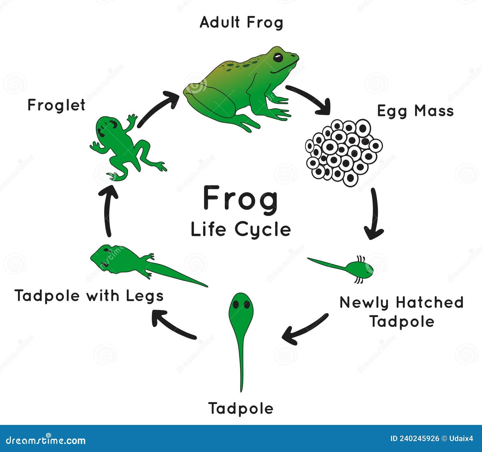 5 stages of a frog 5 stages of a frog