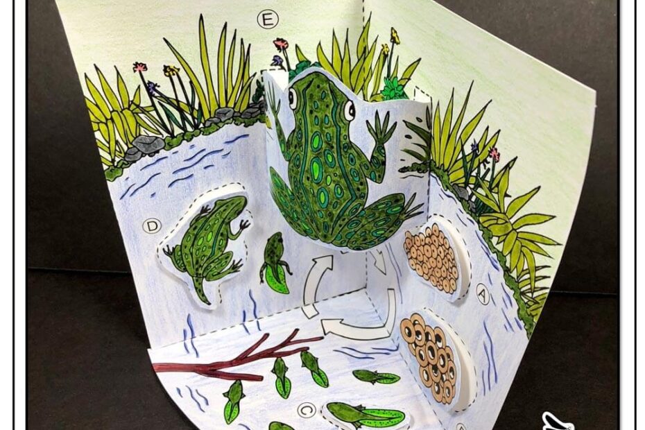 Frog Life Cycle Model 3D Model Nitty Gritty Science