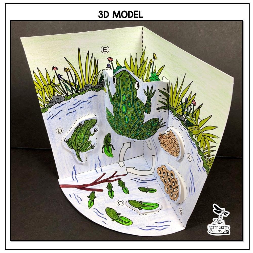 Frog Life Cycle Model 3D Model Nitty Gritty Science Frog Life Cycle Model 3D Model Nitty Gritty Science