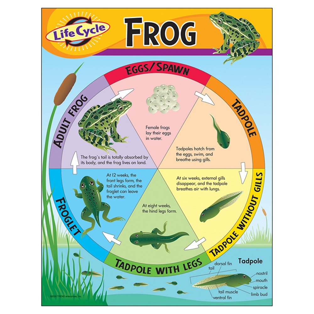 Frog Life Cycle Printable Cards Frog Life Cycle Printable Cards
