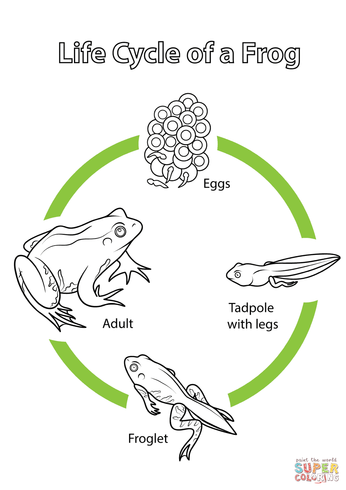 Frog Life Cycle Printables Frog Life Cycle Printables