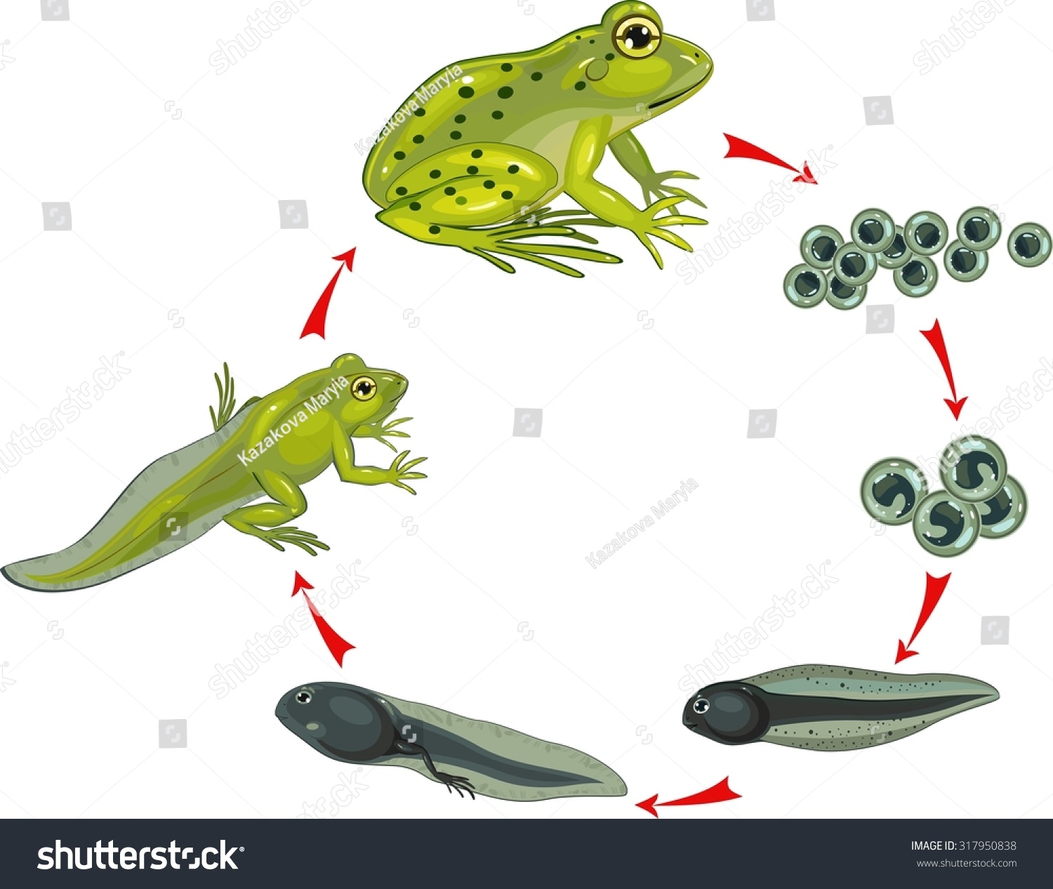 Frog Life Cycle Stock Photos 1 547 Images Shutterstock Frog Life Cycle Stock Photos 1 547 Images Shutterstock