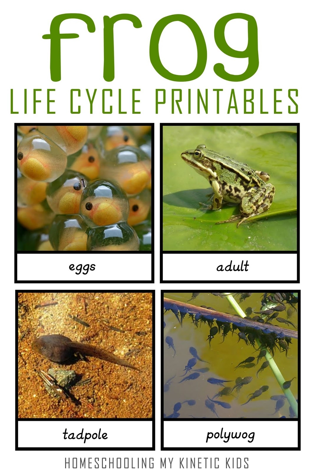 free frog life cycle printable free frog life cycle printable