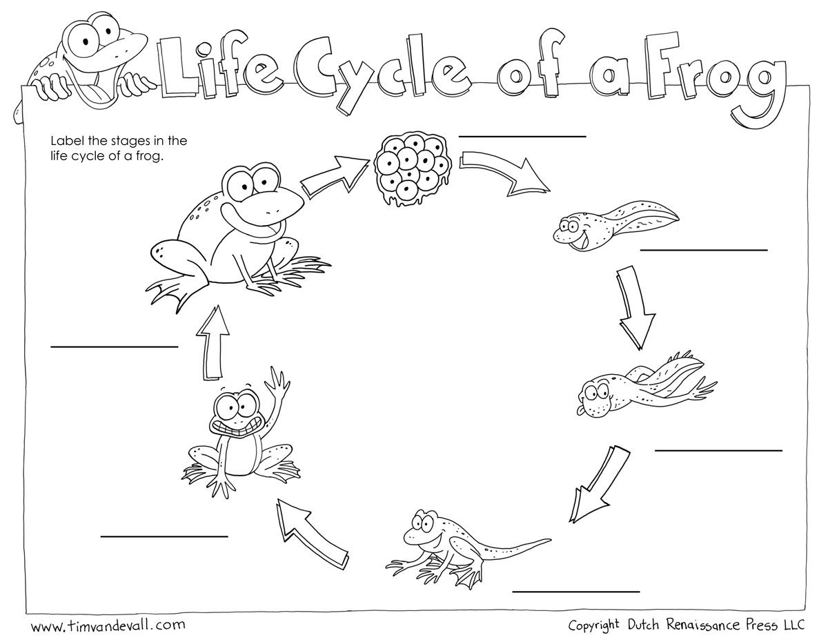 Life Cycle of Frog Worksheet Life Cycle of Frog Worksheet