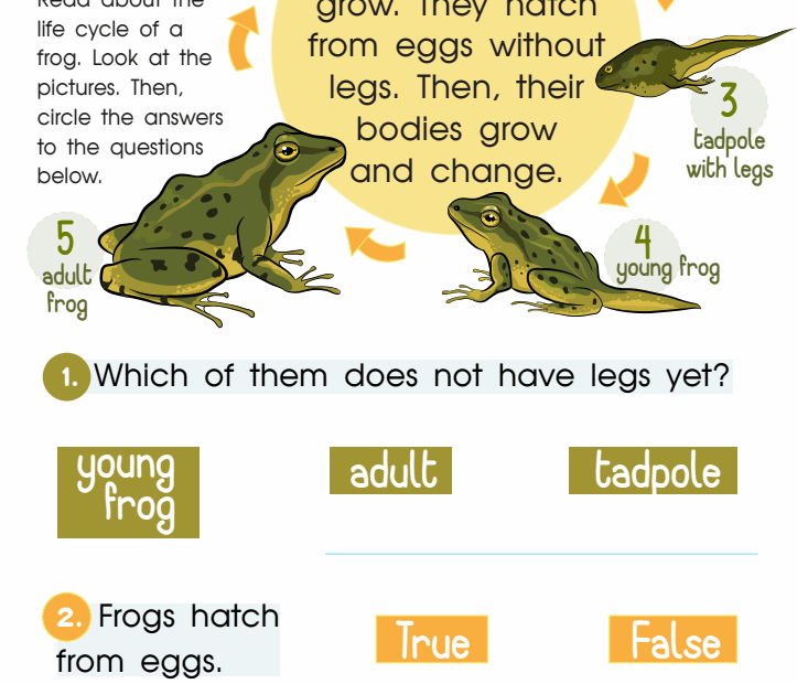 Frog Life Cycle Worksheet 2nd Grade