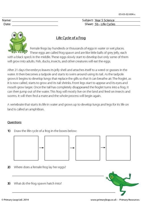 Frog Life Cycle Worksheet 3rd Grade Frog Life Cycle Worksheet 3rd Grade