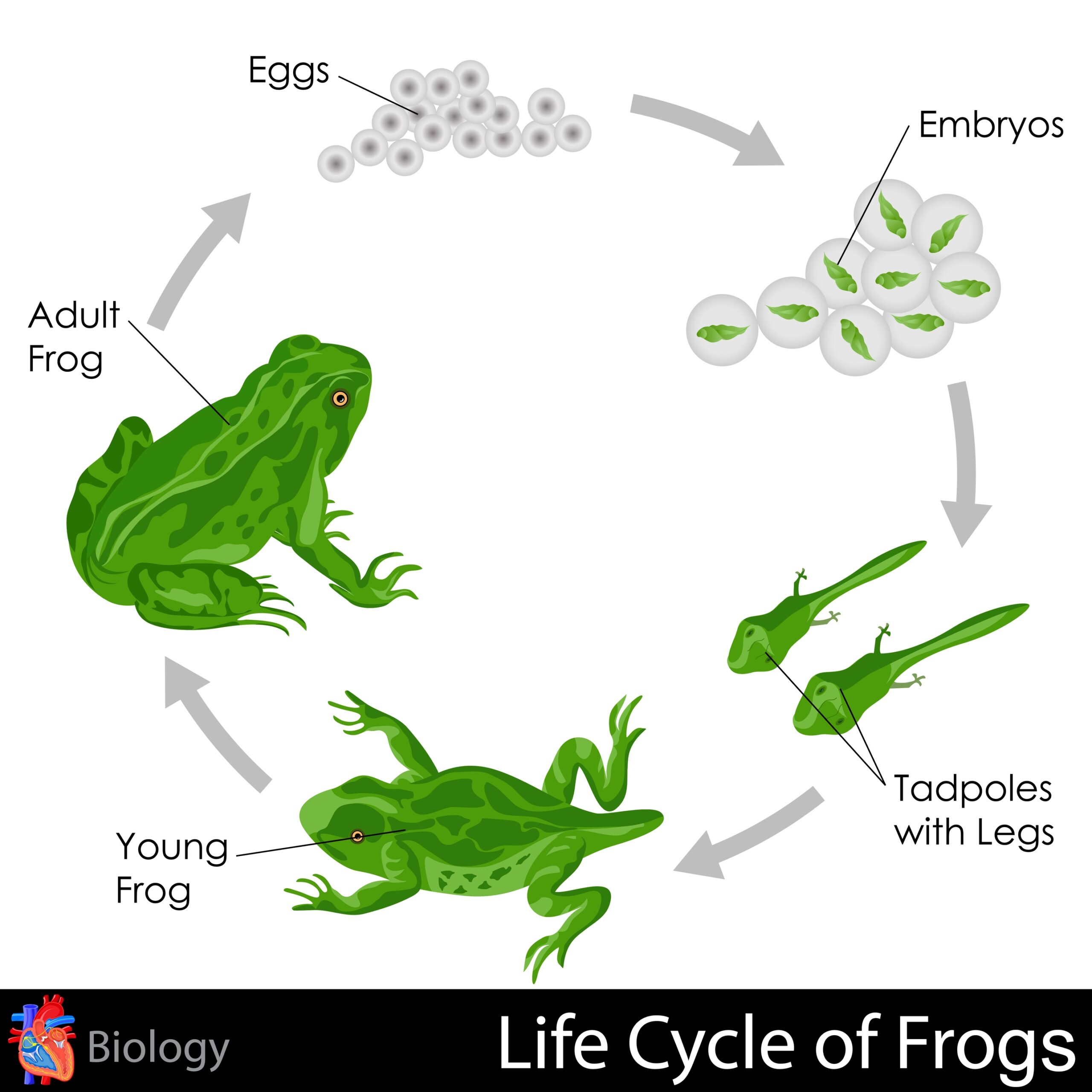 Frog Life Cycle Worksheet E streetlight Frog Life Cycle Worksheet E streetlight