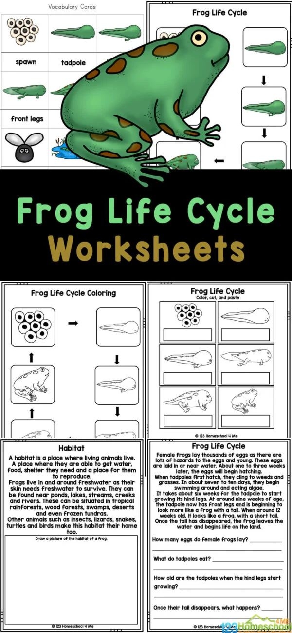 Frog Life Cycle Worksheets For Kids And Adults To Learn How To Use Them Frog Life Cycle Worksheets For Kids And Adults To Learn How To Use Them