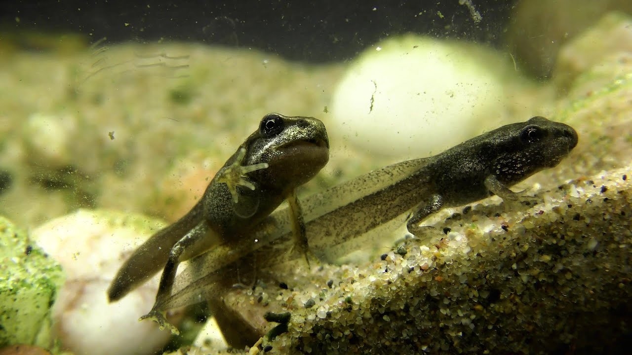 frog life cycle youtube frog life cycle youtube
