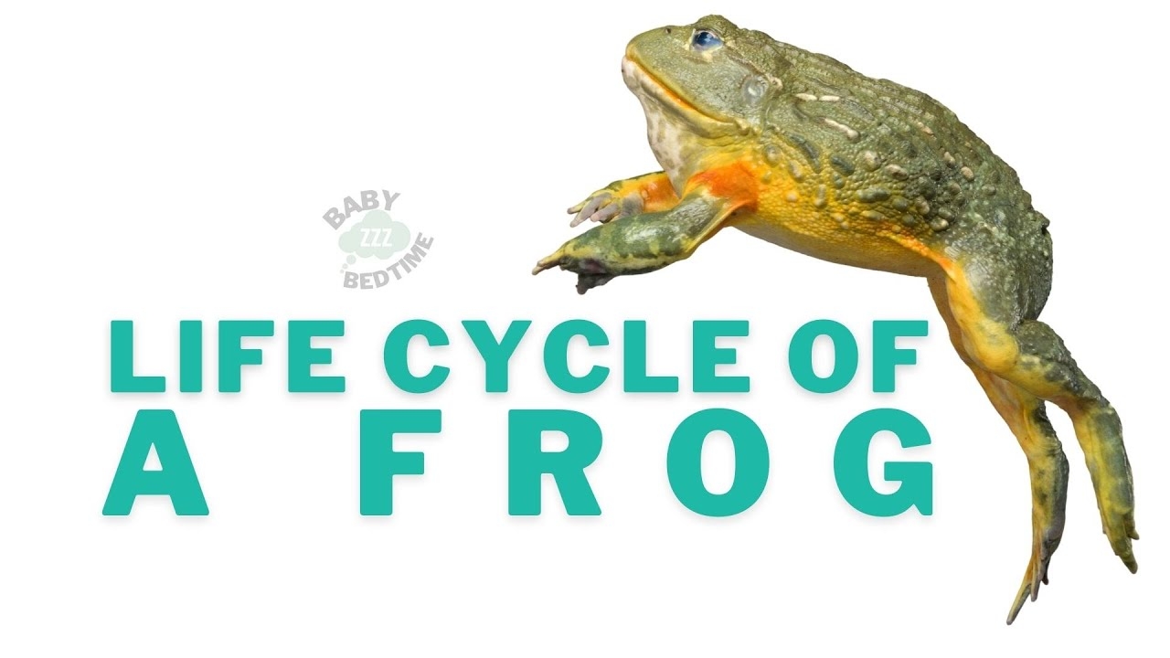 FROG LIFE CYCLE YouTube FROG LIFE CYCLE YouTube