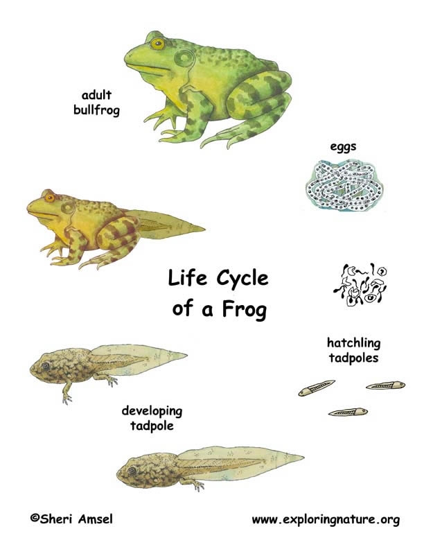 Frog Life Cycle Frog Life Cycle