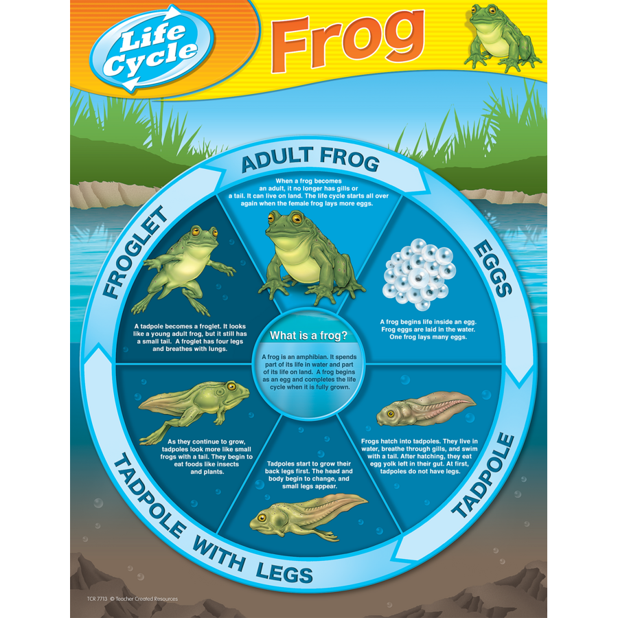 frog life cycle chart frog life cycle chart