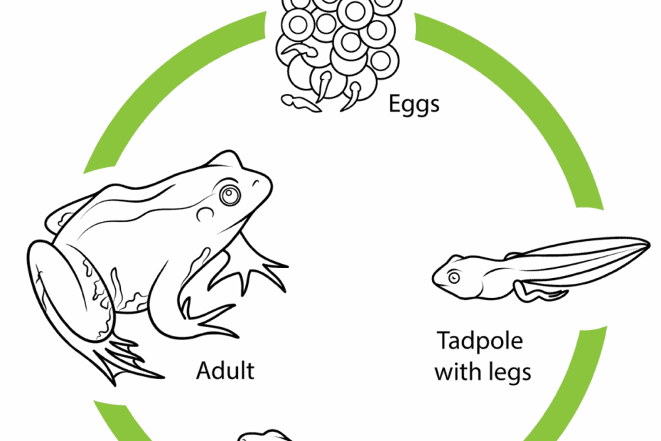 Frog Lifecycle Life Cycles Life Cycles Science Education Grade