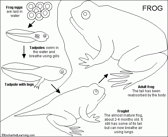 Frog Printout Enchanted Learning Software Frog Printout Enchanted Learning Software