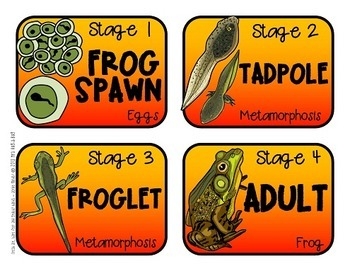 Frogs And Toads Fun Facts About Frogs Their Life Cycle By Green Grubs Frogs And Toads Fun Facts About Frogs Their Life Cycle By Green Grubs