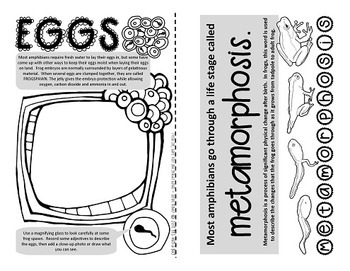 frogs and toads life cycle frogs and toads life cycle