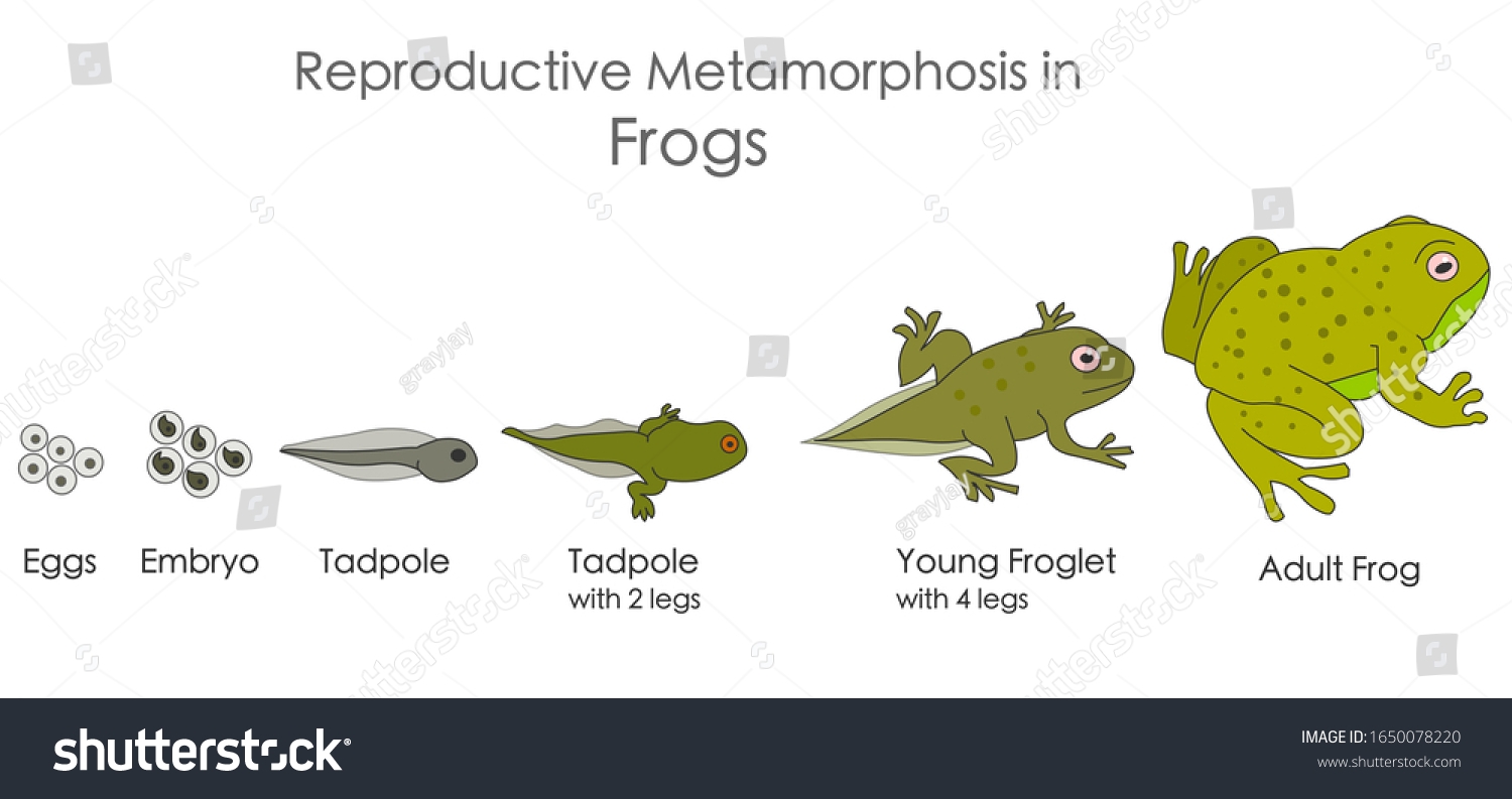 Frogs Reproductive Metamorphosis Amphibian Reproduction Growth Stock 