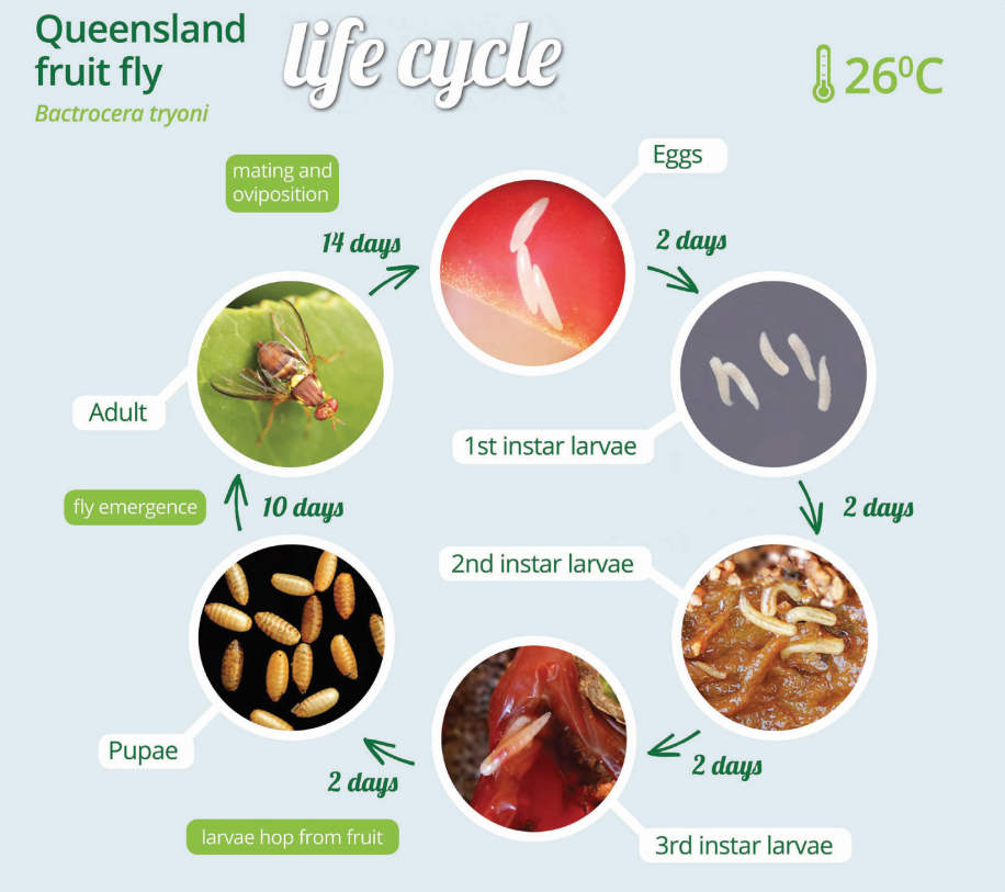 Fruit Fly Life Cycle Fruit Fly Control Fruit Fly Life Cycle Fruit Fly Control