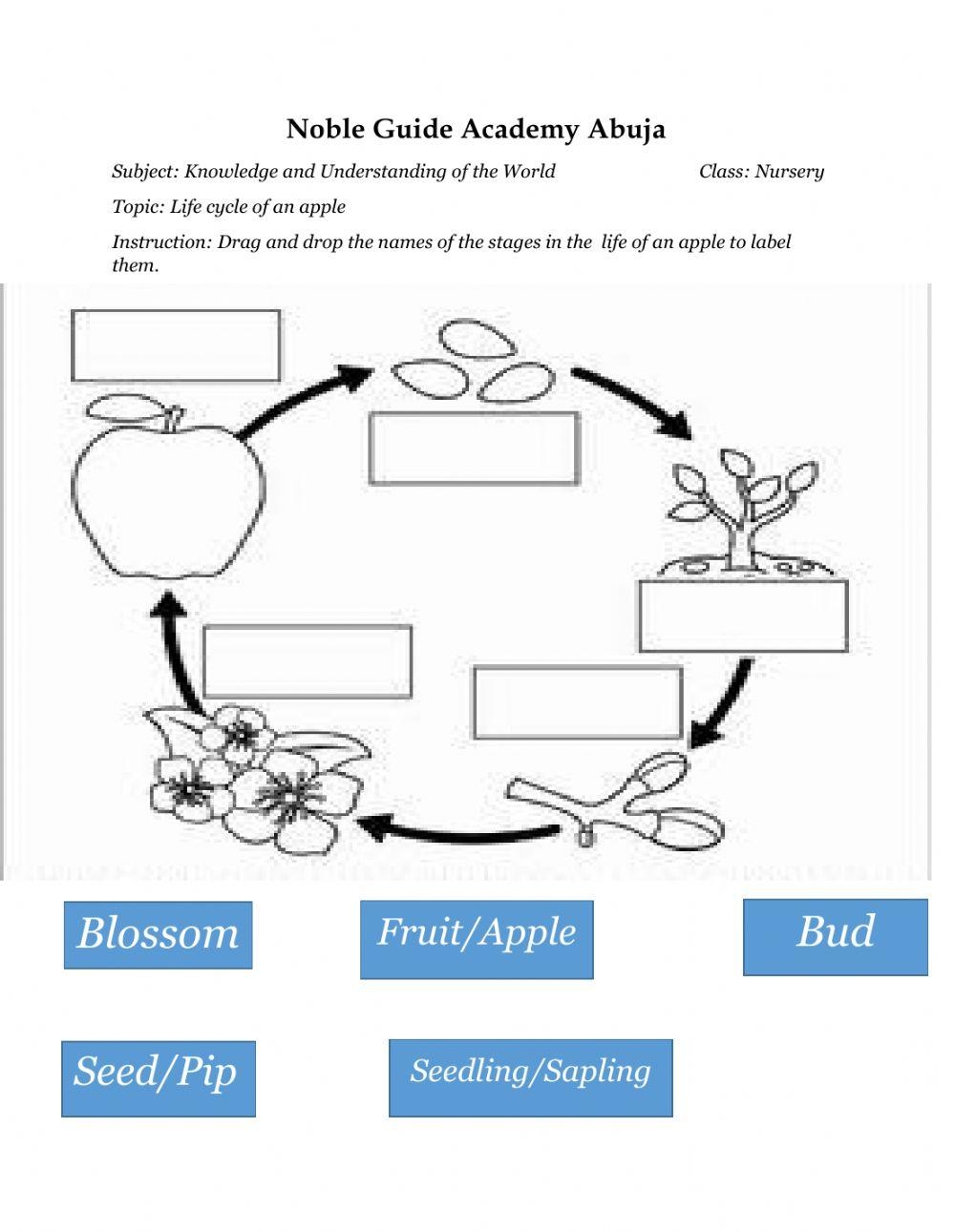 Fun Apple Life Cycle Worksheets Worksheets Library Fun Apple Life Cycle Worksheets Worksheets Library