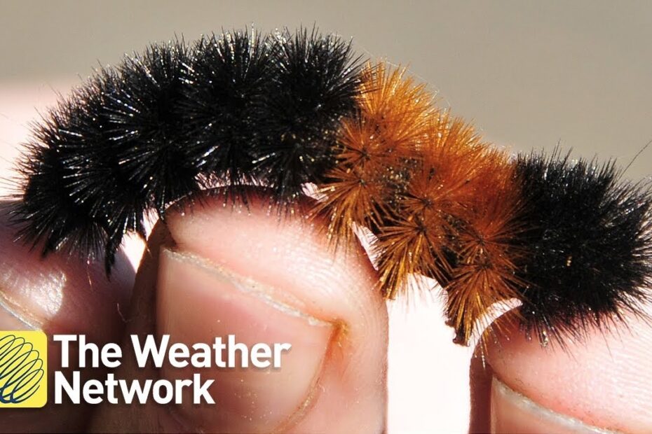 Furry Caterpillars An Identification Guide Owlcation 42 OFF