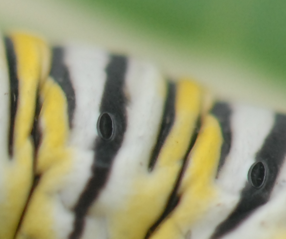 Gallery What Do Monarch Larvae Do Gallery What Do Monarch Larvae Do