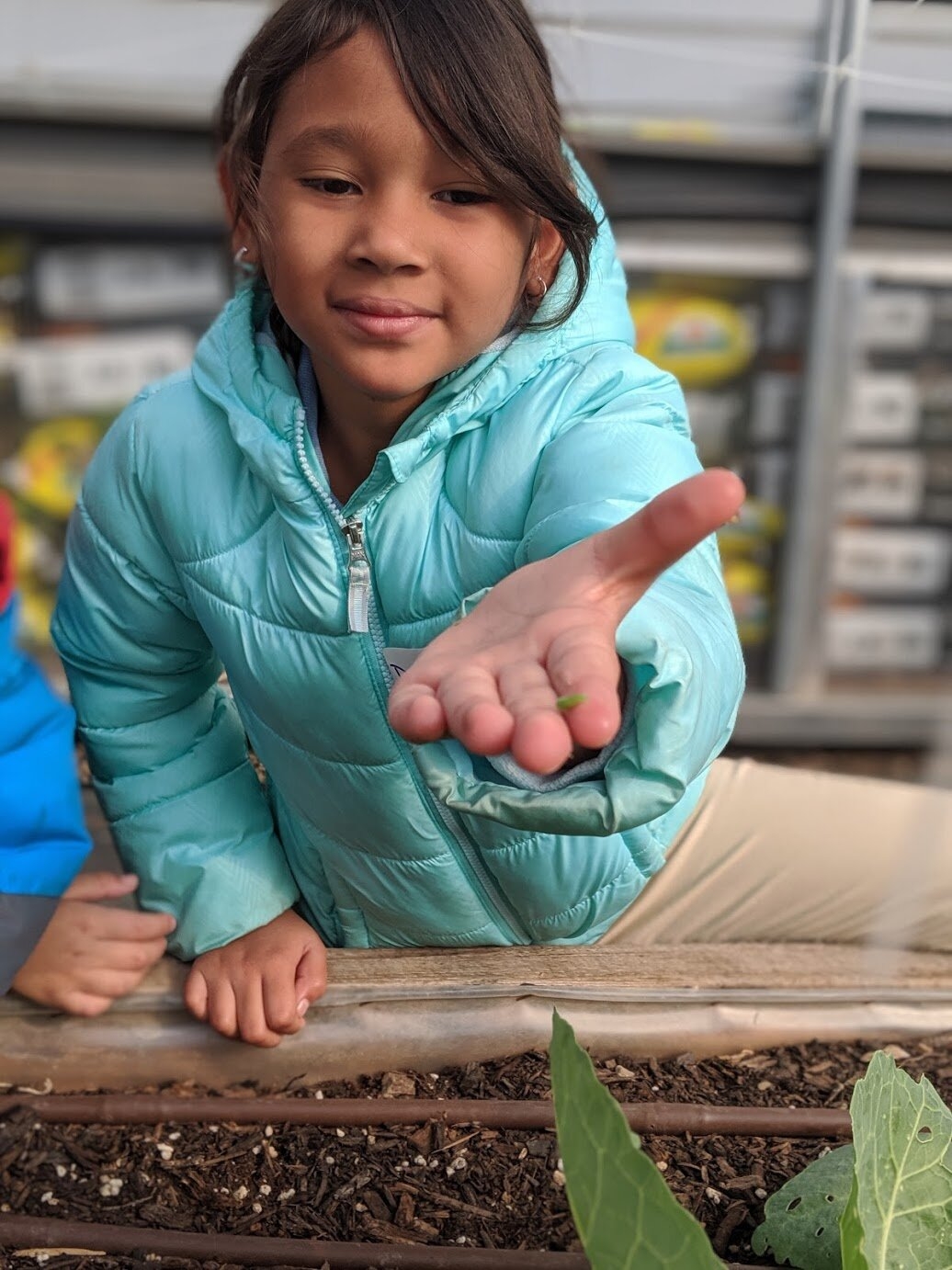 Garden Lessons The Life Cycle Of A Cabbage Worm 3rd Grade Highland Garden Lessons The Life Cycle Of A Cabbage Worm 3rd Grade Highland